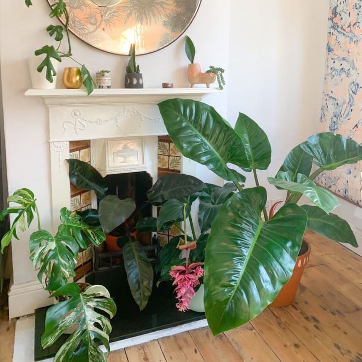 there are many plants in pots on the floor next to the fire place and mantle