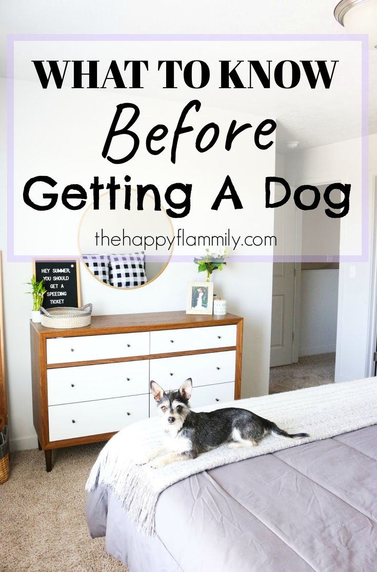 a dog laying on top of a bed next to a dresser with the words, what to know before getting a dog