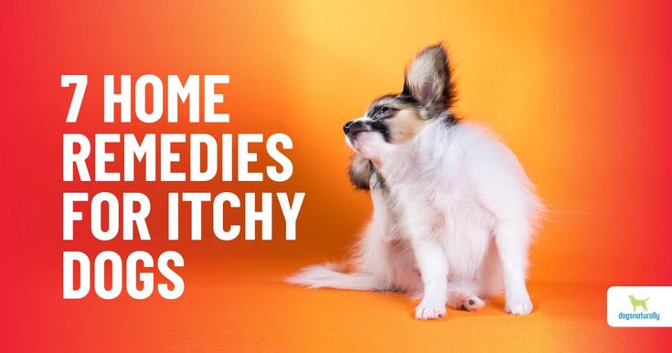 Dog Itching Remedies, Itchy Dog Skin, Lou Dog, Chihuahua Facts, Itchy Dog, Dog Itching, Dog Days Of Summer, Dog Dental, Pet Tips