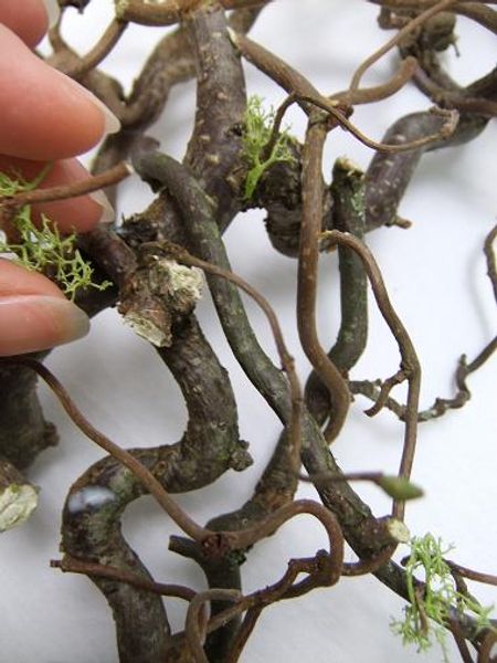 someone is holding some branches with moss growing on them