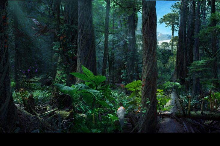 a forest filled with lots of tall trees and lush green plants on top of it