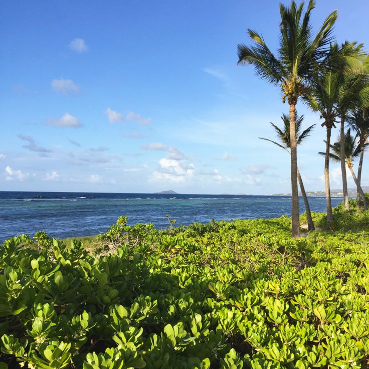 there are two palm trees on the side of the water and some bushes in front of it