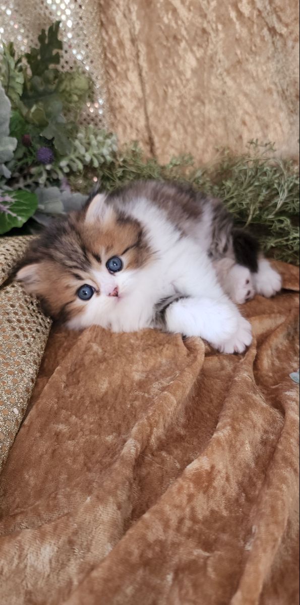 a small kitten laying on top of a brown blanket