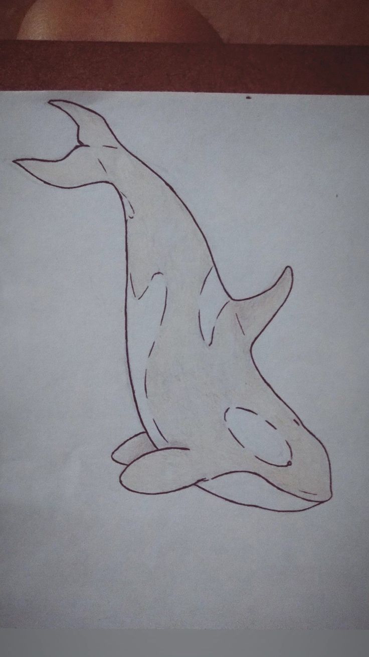 a drawing of a dolphin on white paper