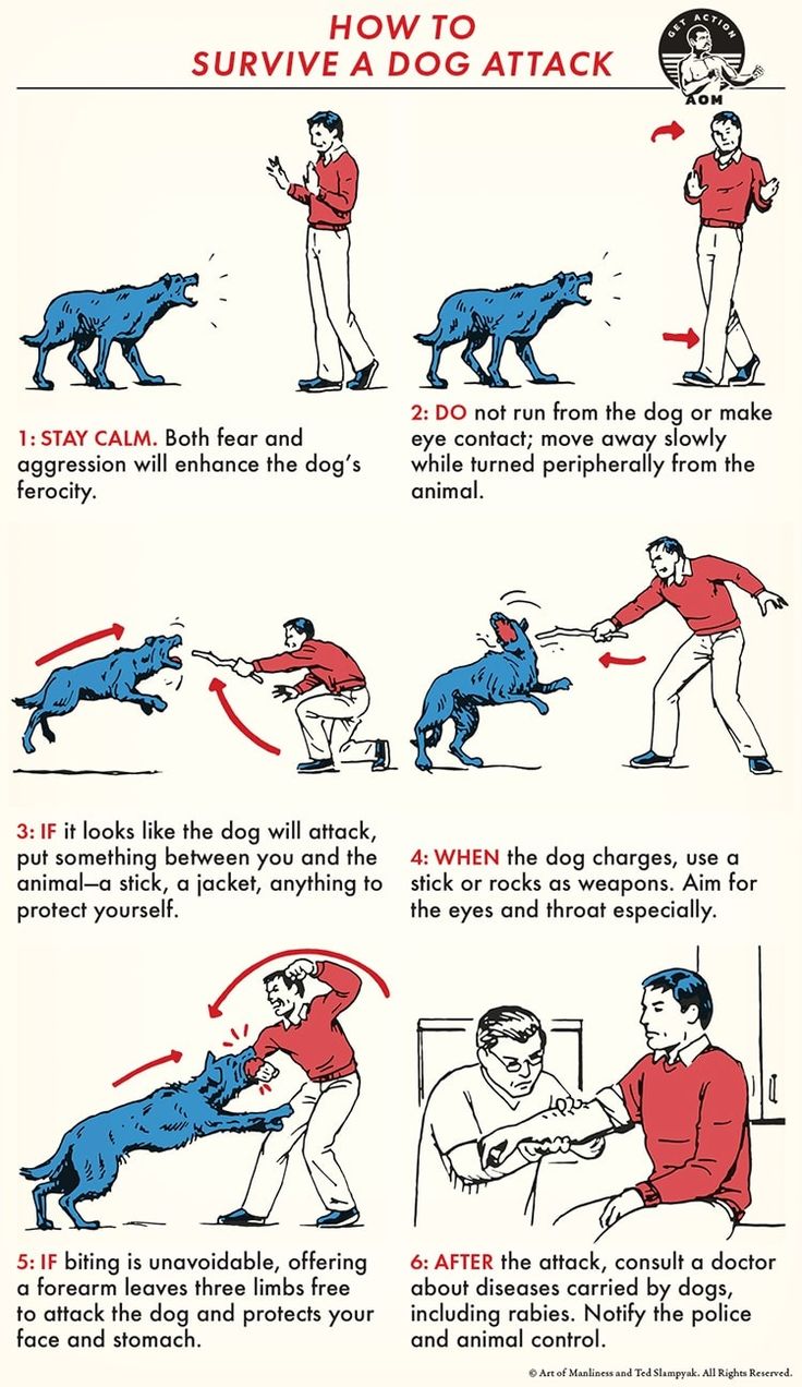 a poster with instructions on how to train a dog