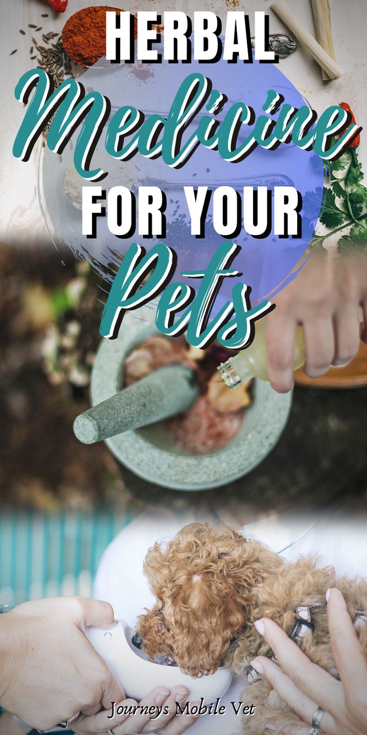 a woman is feeding her dog from a bowl with the words, natural medicine for your pets