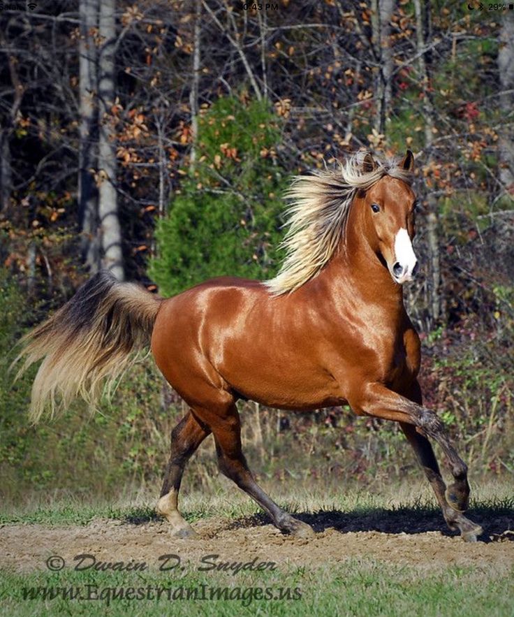 a brown horse with blonde hair running in the grass