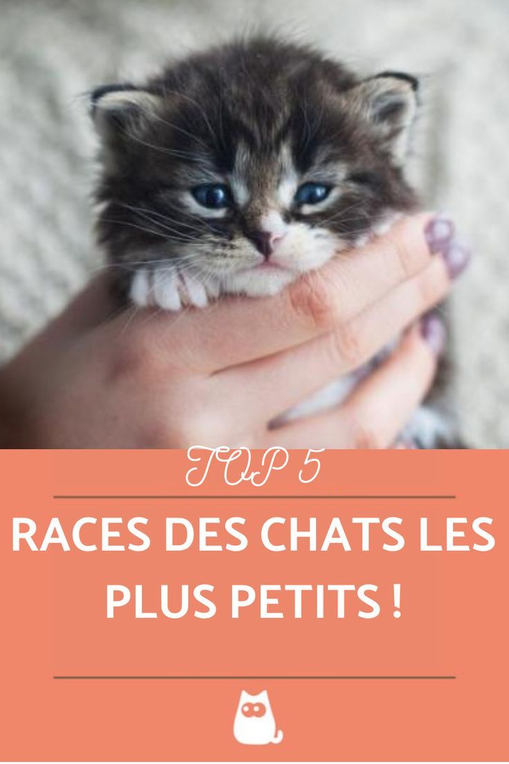 a person holding a kitten with the caption top 5 ragas de gatos mais pequenos do mundo