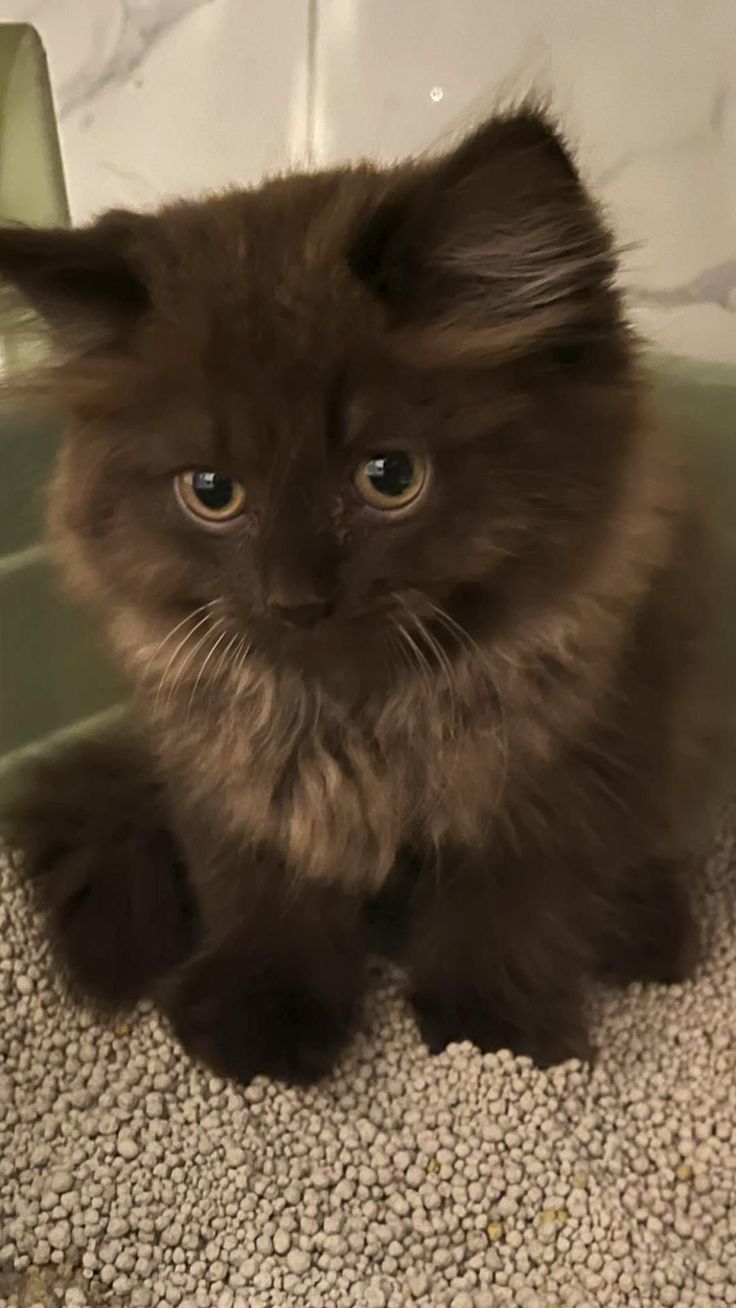 a cat sitting on the floor in front of a bathtub looking at the camera