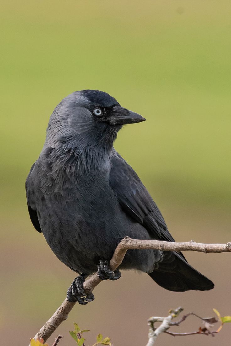 Discover the Jackdaw, a highly social and intelligent member of the crow family. Learn about its complex social structure, diet, and fascinating behaviours in our engaging guide. Pale Eyes, Crow Family, Raven Pictures, Social Structure, Bird Facts, Animal Spirit Guides, Western Asia, Jackdaw, Crows Ravens