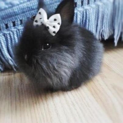 a small black rabbit with a bow on its head