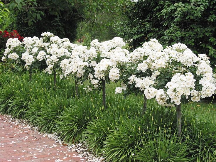 white flowers are growing along the side of a brick path in front of some trees