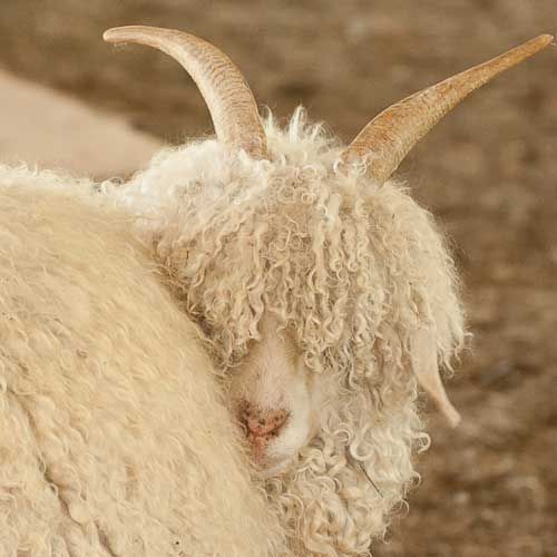 a close up of a goat with long horns