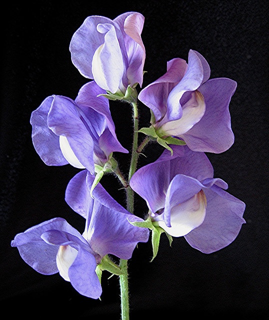 purple flowers in a vase on a black background