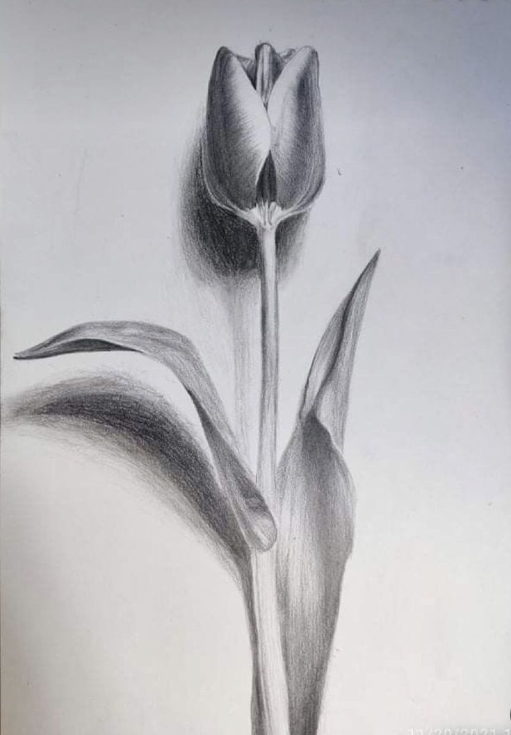 a pencil drawing of a tulip flower