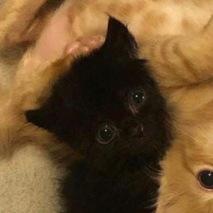 two small black kittens laying next to each other