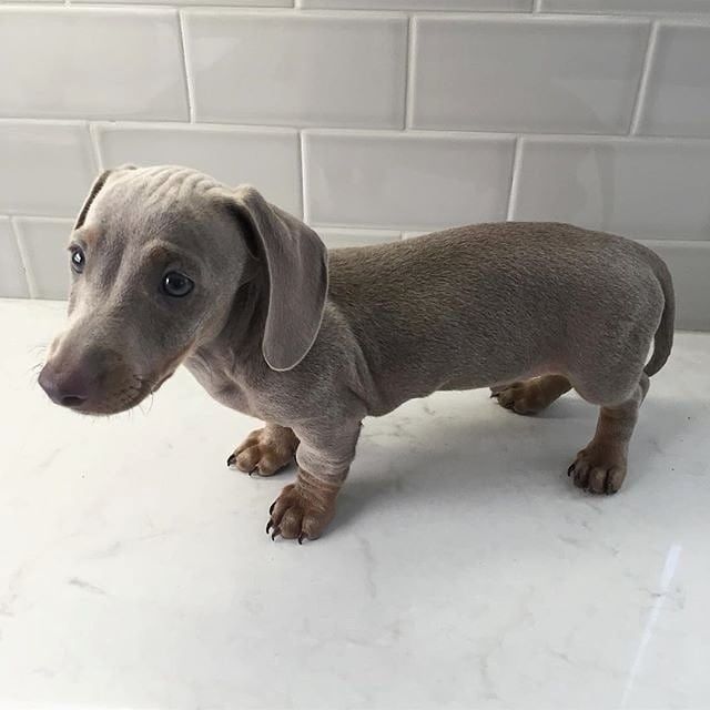 a small gray dog standing on top of a white counter