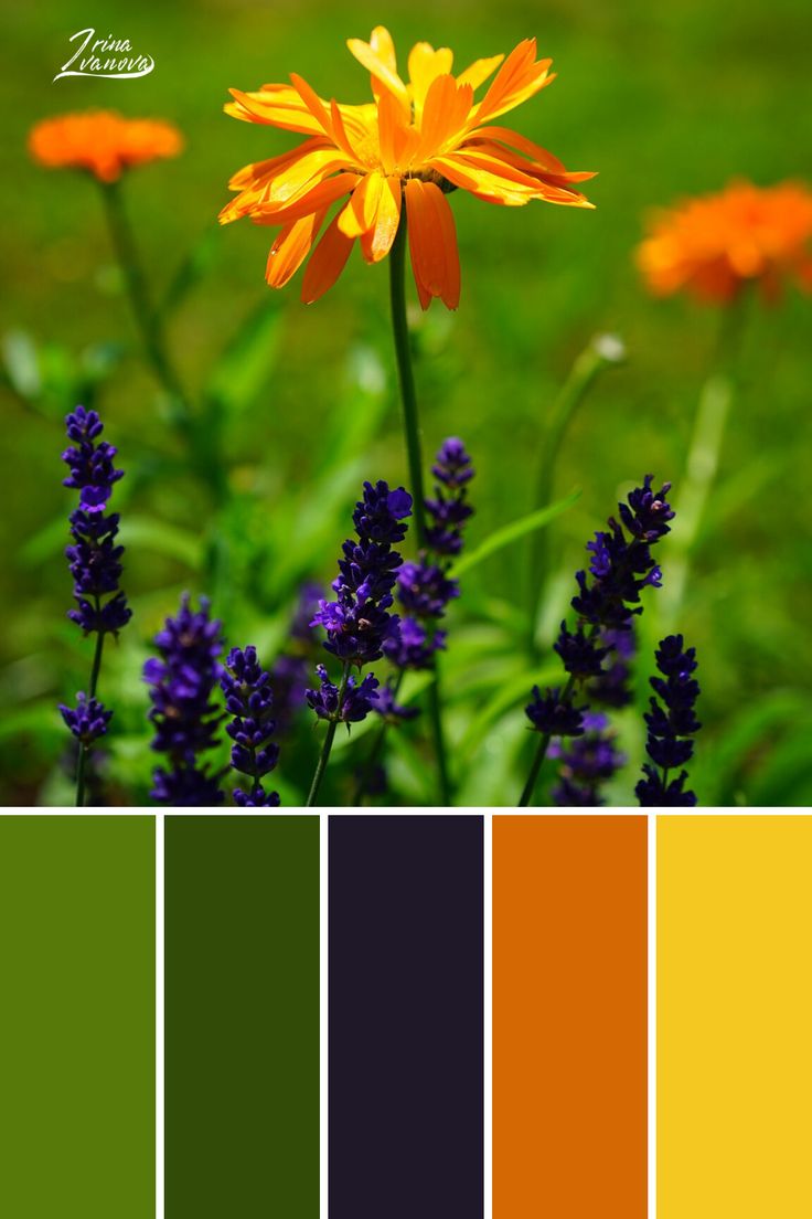 an orange flower with purple flowers and green grass in the background, color swatches