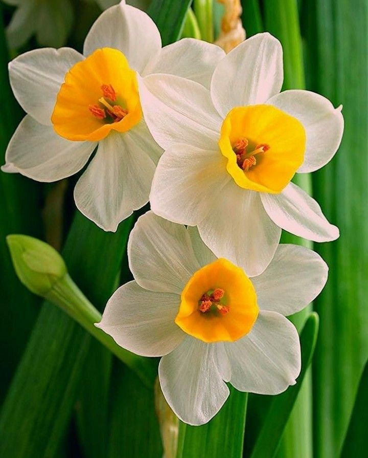 three white and yellow flowers with green stems