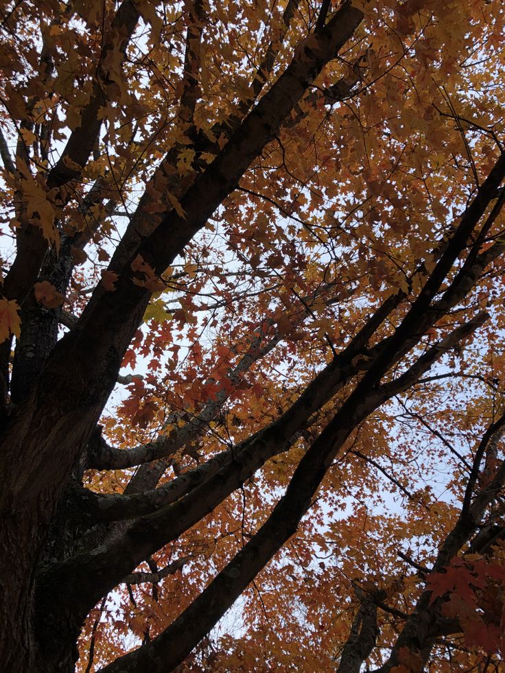 an umbrella is hanging from the top of a tree with orange and yellow leaves on it