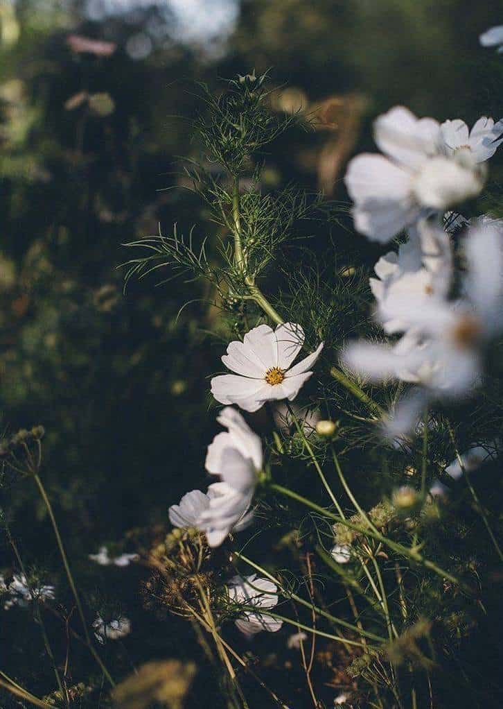 some white flowers are growing in the grass