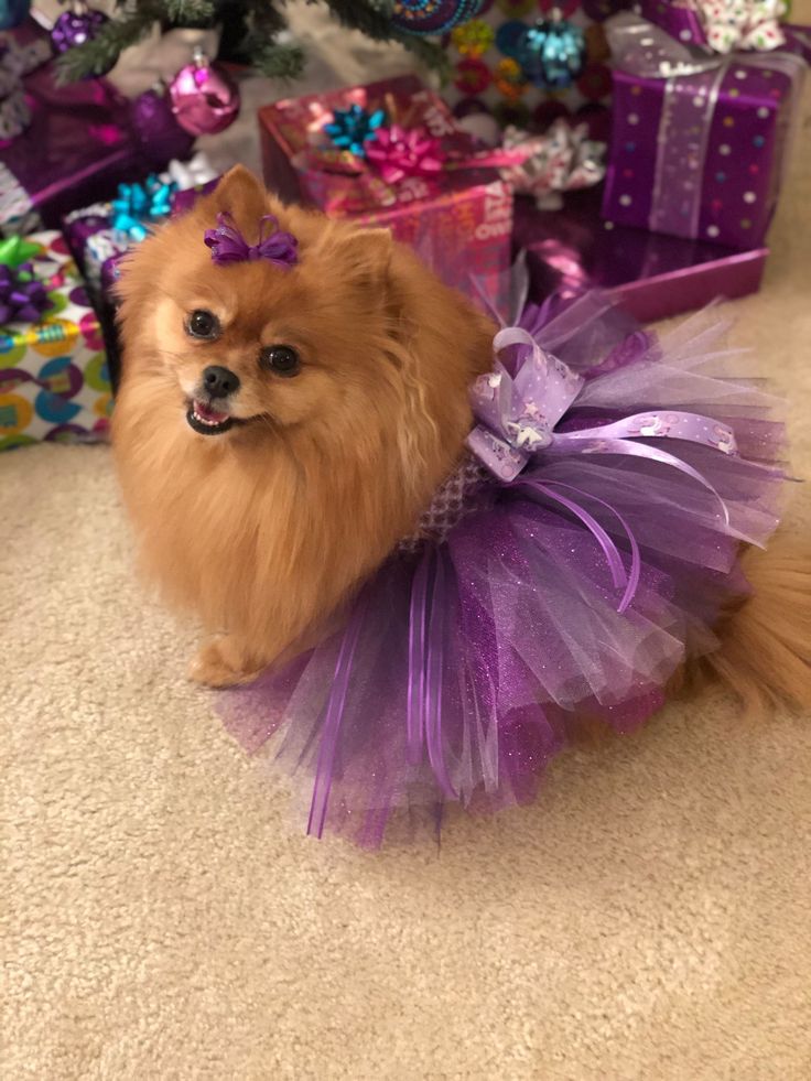 a small dog wearing a purple tutu while sitting on the floor next to presents