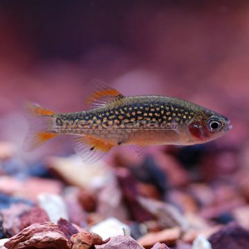 a fish that is sitting on some rocks