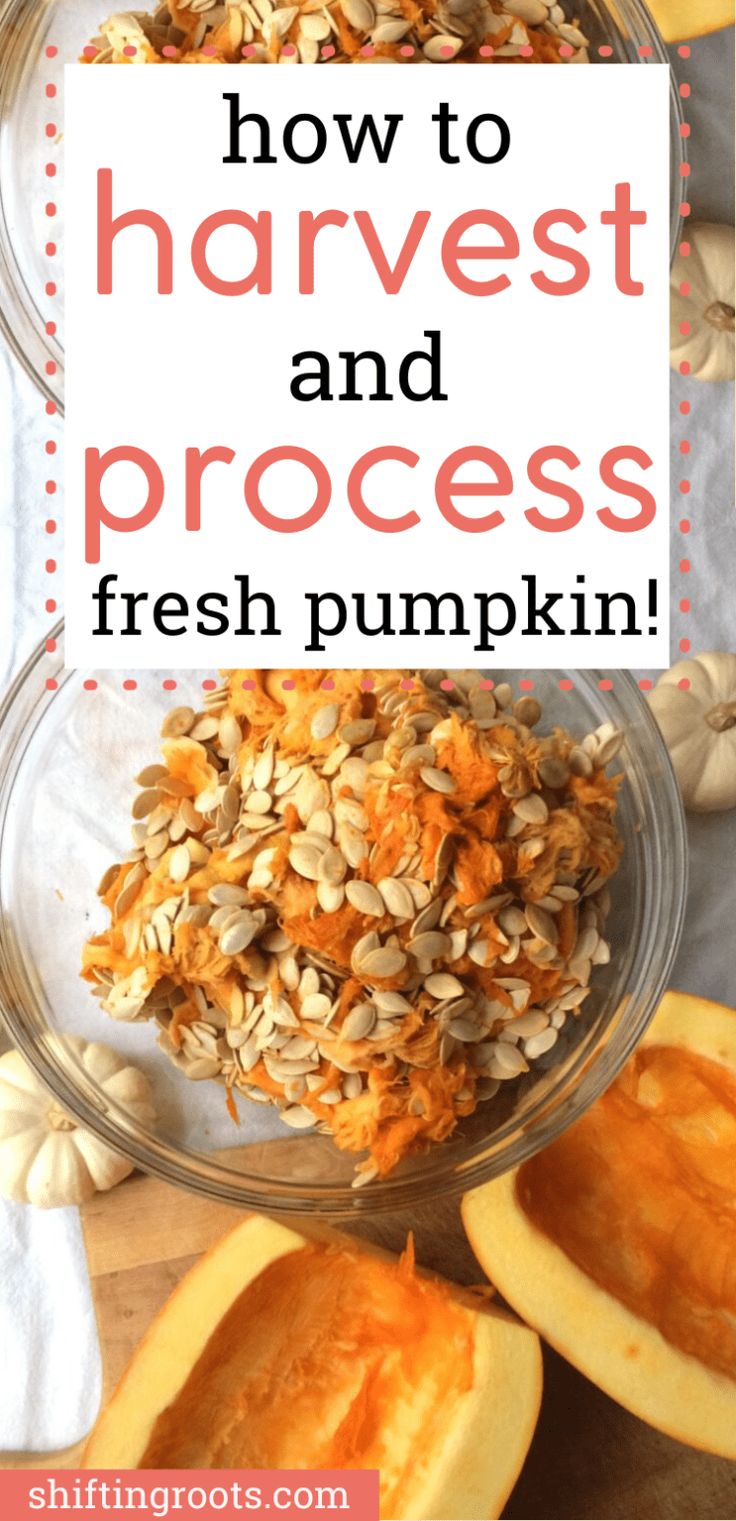 how to harvest and process fresh pumpkin seeds in the kitchen with text overlay that reads, how to harvest and process fresh pumpkin seeds