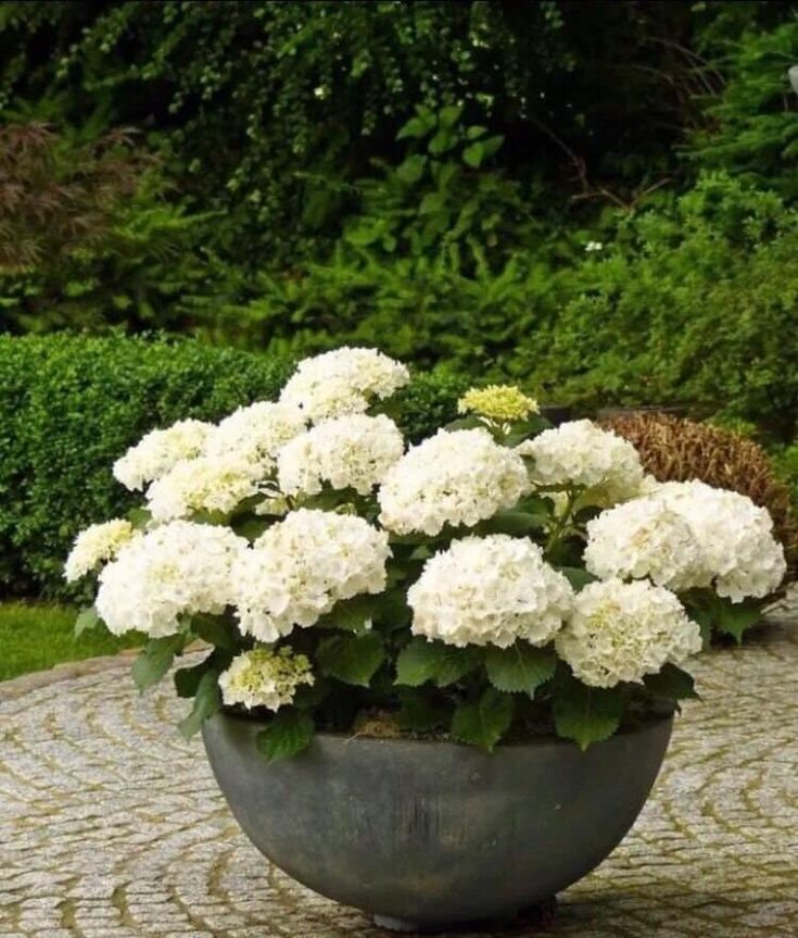 a potted plant with white flowers in it on a stone patio area surrounded by greenery