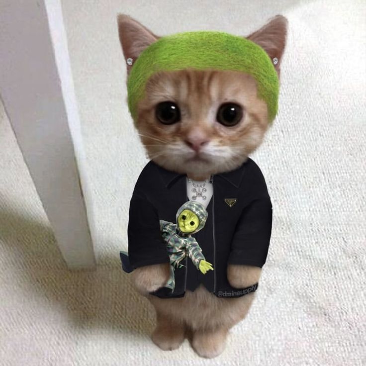 an orange cat wearing a green hat and jacket