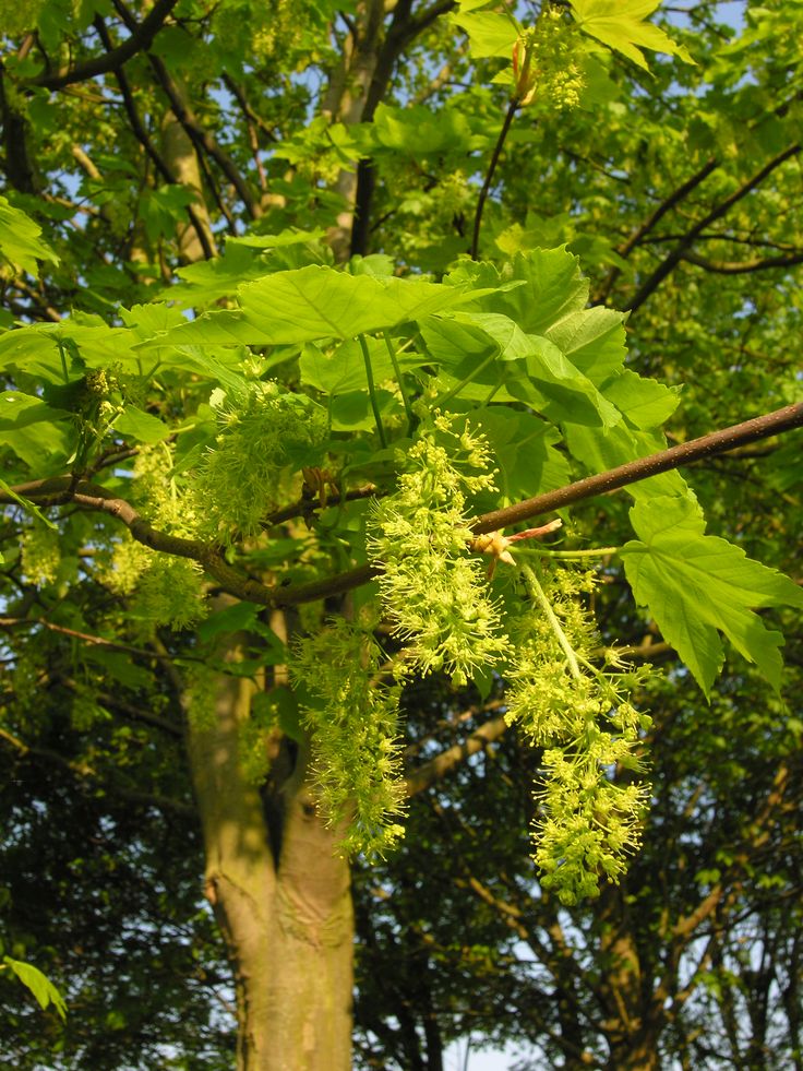 a tree with lots of green leaves in front of some trees and blue sky behind it