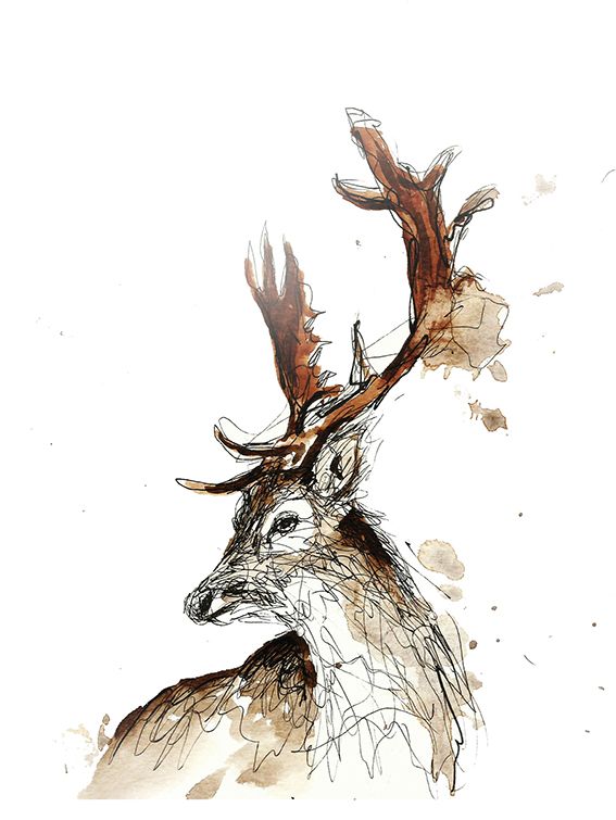 an ink drawing of a deer with antlers on it's head and horns