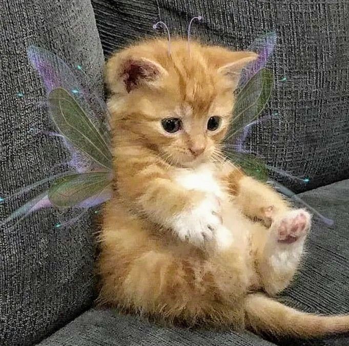 a little kitten sitting on top of a couch with a butterfly wings costume around it's body