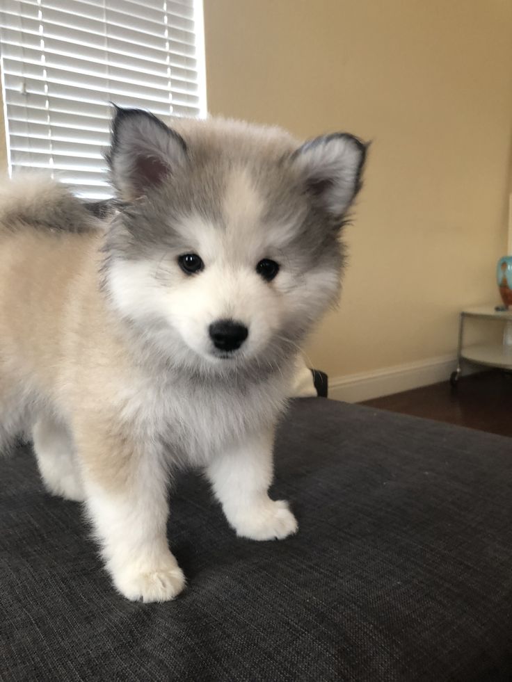 a puppy standing on top of a bed next to a window