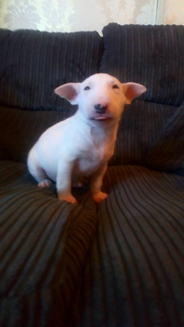 a small white dog sitting on top of a bed next to a black comforter