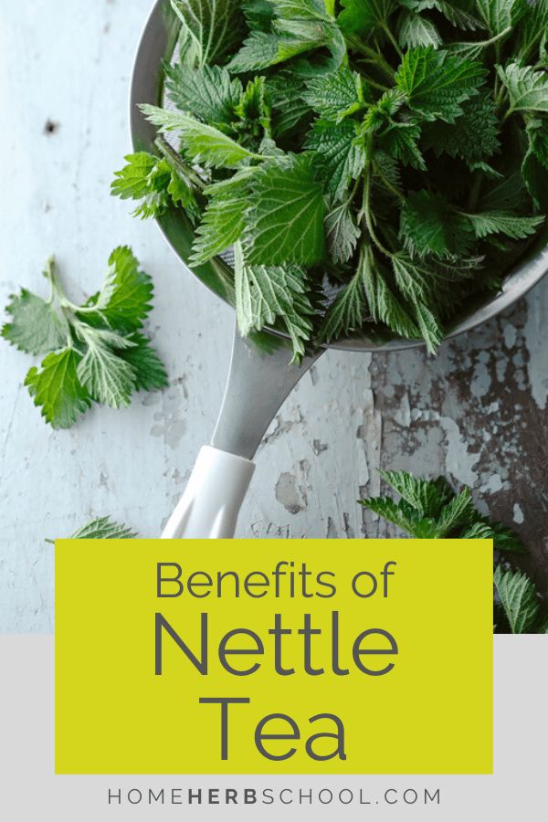 the benefits of nettle tea