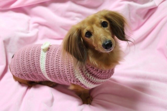 a small brown dog wearing a pink sweater on top of a pink bed sheet with white trim