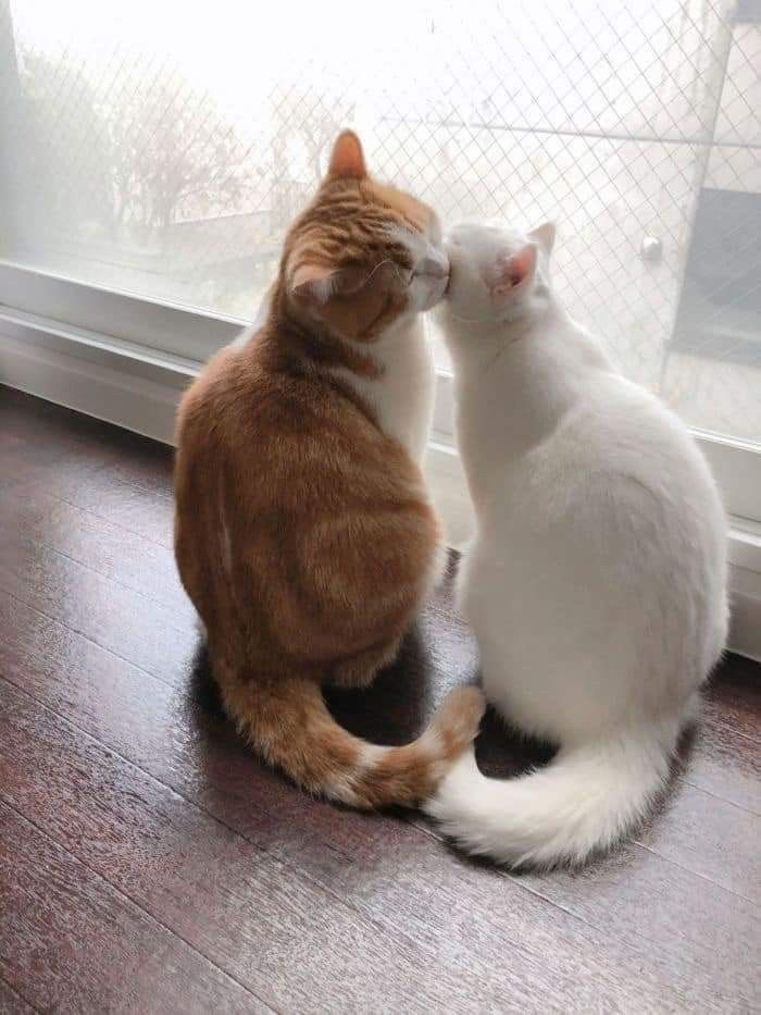 two cats sitting next to each other in front of a window looking at each other