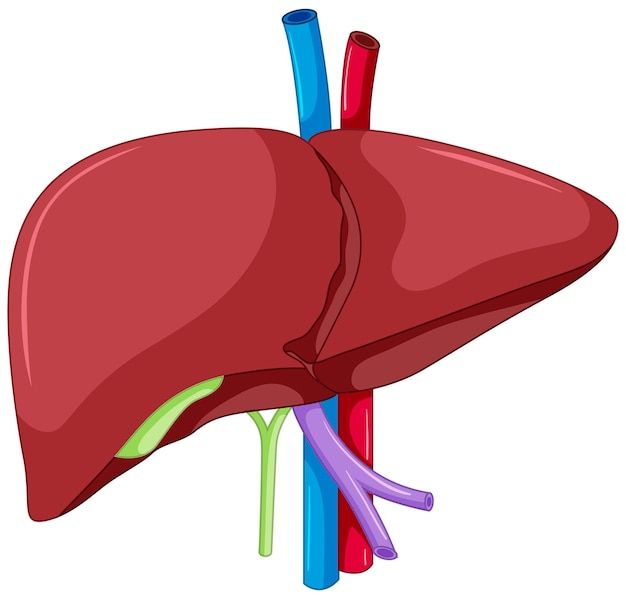 the human liver is shown with colored sticks sticking out of it's stomachs