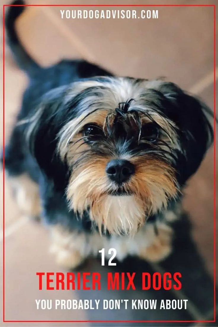 a black and brown dog sitting on top of a floor next to a red frame