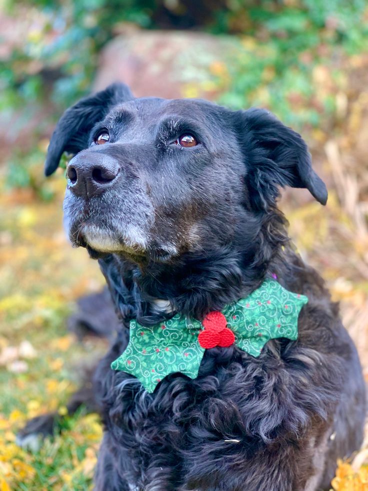 a black dog wearing a green and red bow tie sitting in the grass with his eyes closed