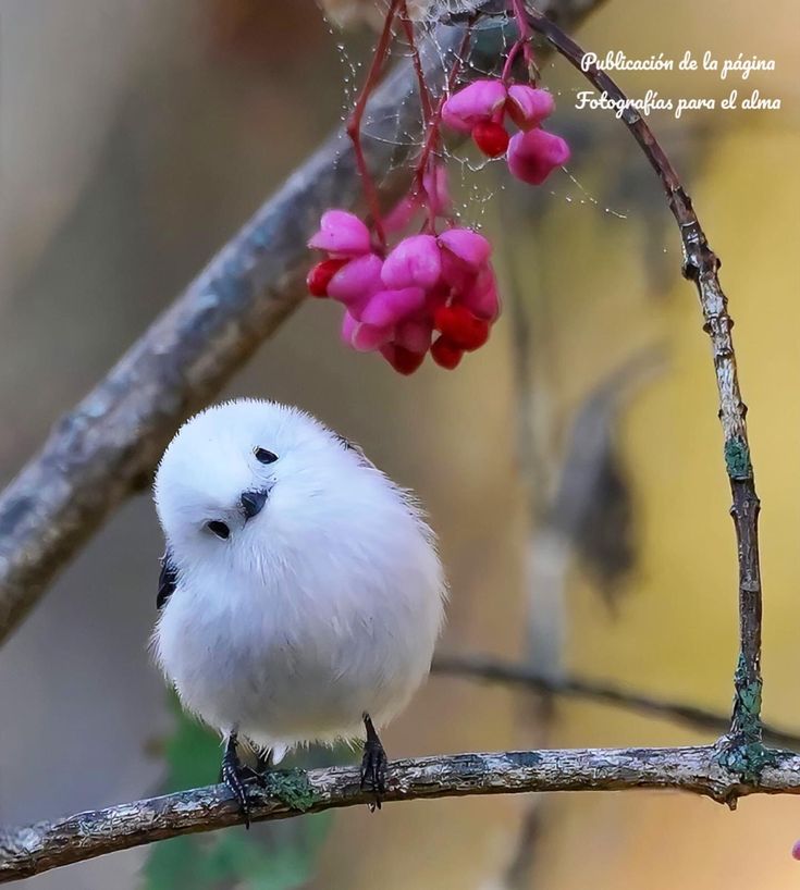 a small white bird sitting on top of a tree branch with pink flowers hanging from it's branches