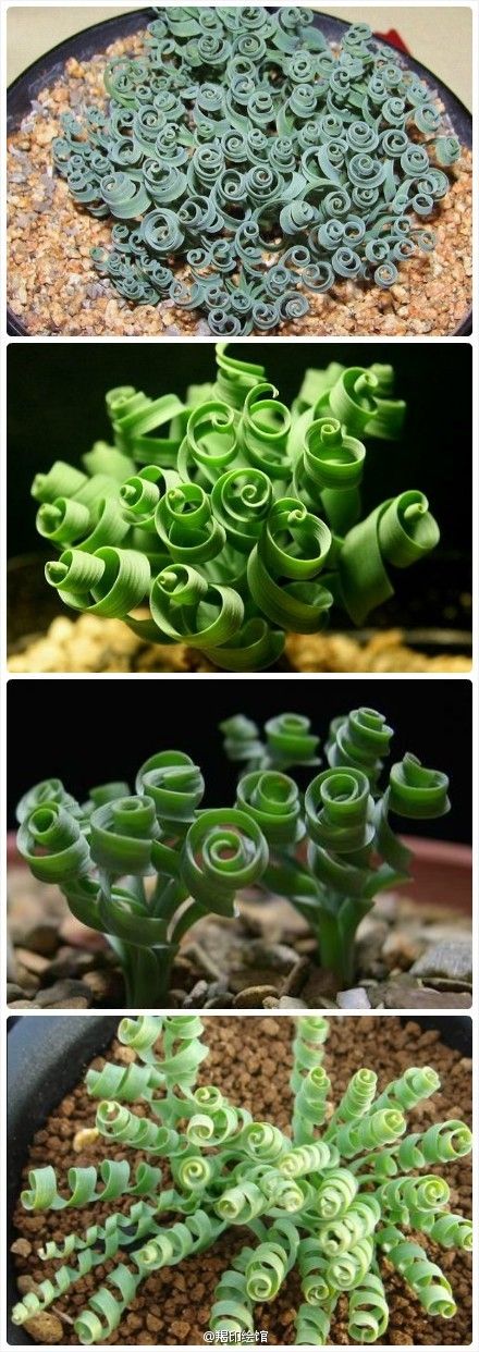 three different views of the same plant