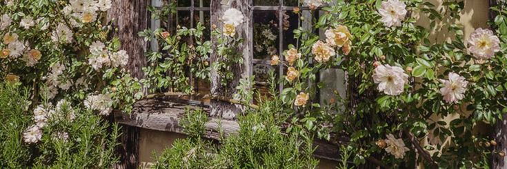 an old window covered in vines and flowers