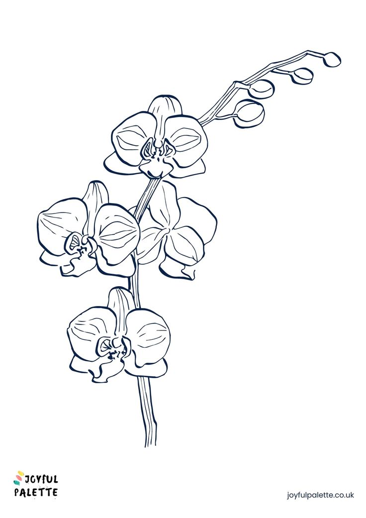 Easy Flower Coloring Page Easy Flowers To Draw, Flowers To Draw, Simple Flower Drawing, Printable Flower Coloring Pages, Easy Flowers, Rose Coloring Pages, Sketch Free, Vibrant Bouquet, Birthday Coloring Pages