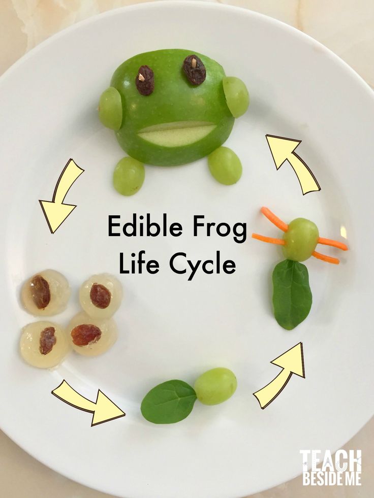 an edible frog life cycle on a plate