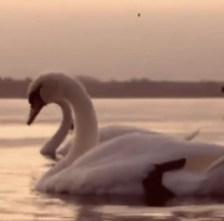 two swans are swimming in the water together