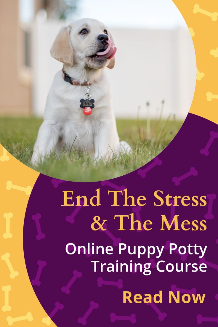 Potty training a new puppy can be a stressful time, and if you aren't sure of the right actions to take owners can often just end up confusing their puppy and make matters worse or harder to correct. Sign up for the online training course that will have you walking through how to potty train your new puppy step by step from a professional dog trainer. Get started today! #pottytraining #puppytraining #onlinedogtraining Tricks To Train Your Dog, Training Dog Not To Jump, Training Your Dog Not To Jump, Aggressive Dog Training Tips, Puppy Potty Training, Positive Reinforcement Dog Training, How To Potty Train, Potty Train, Puppy Training Tips