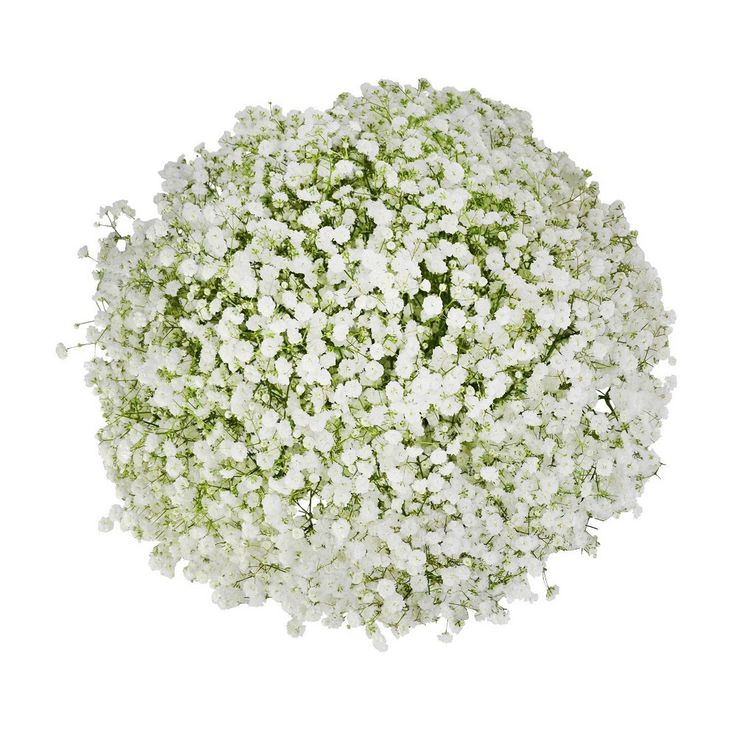 white baby's breath flowers are arranged in a round arrangement on a white background