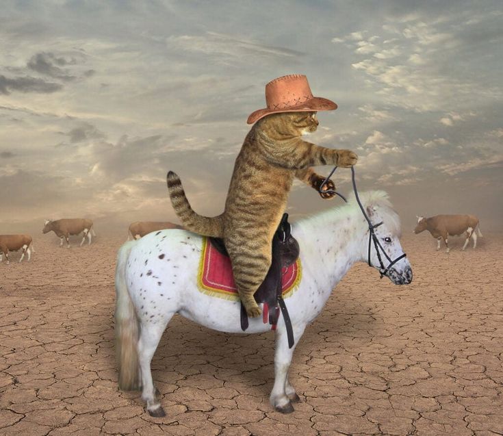 a cat riding on the back of a white horse with cattle in the background stock photo